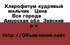 Хларофитум кудрявый мальчик › Цена ­ 30 - Все города  »    . Амурская обл.,Зейский р-н